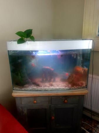 Image 2 of 175 litre bow fronted aquarium with fish