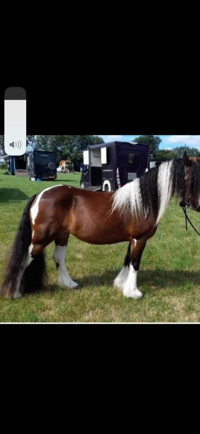 Preview of the first image of Beautiful Chaps Registered Irish cob 14.1/14.2hh approx.