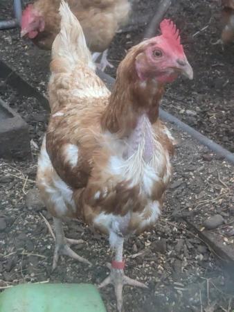 Image 2 of X2 2 year old laying hens