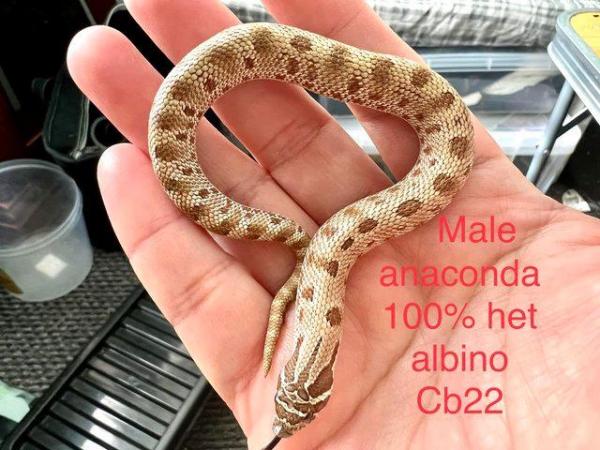 Image 4 of Hognose snake for sale (Collection only)