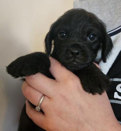 Image 1 of Beautiful F1 Pugapoo Puppies - 1 left ready now!