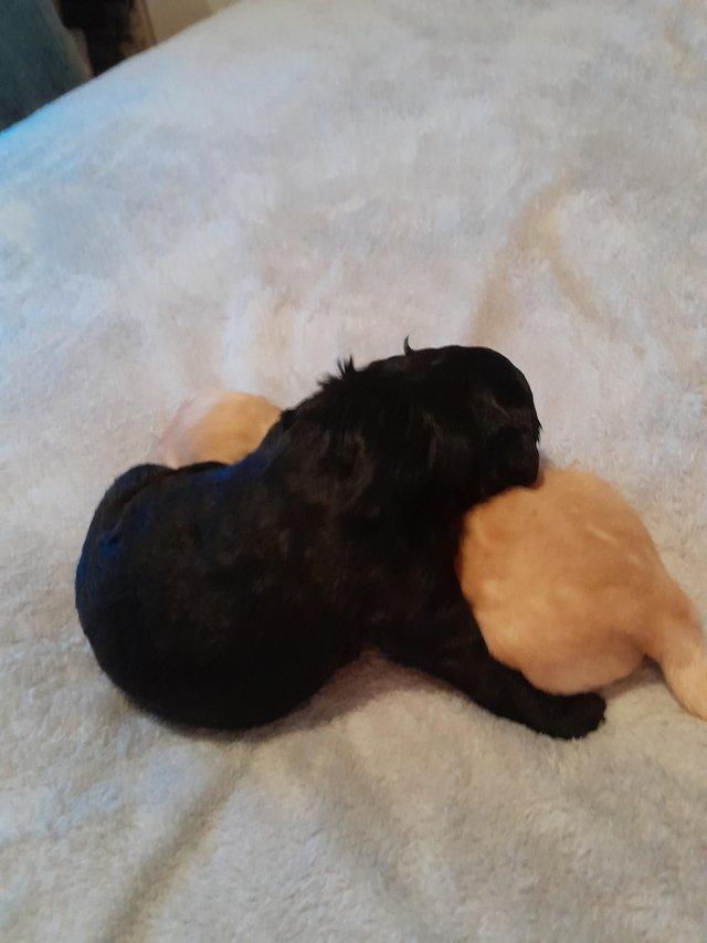 Preview of the first image of Beautiful Multi generation labradoodle puppies.