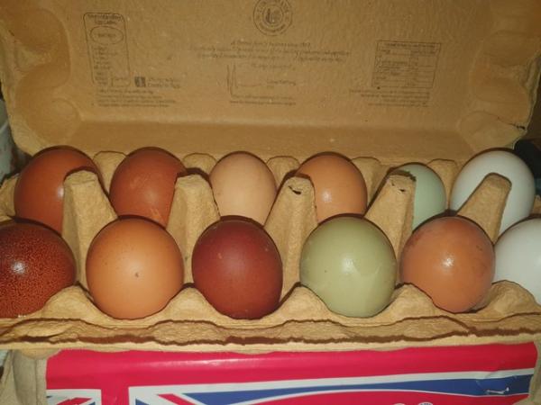 Image 2 of Hatching eggs olive egger/ maran/ silver campine/ araucana