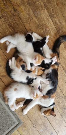 Image 4 of Beautiful kittens now available