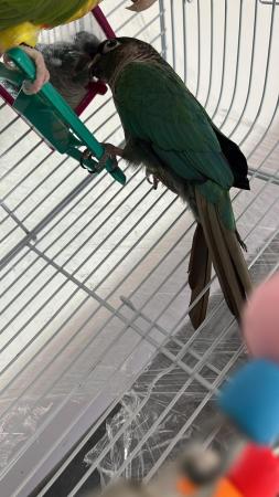 Image 6 of DNA tested male conure for sale