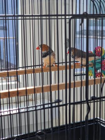 Image 3 of A pair of zebra finches and cage
