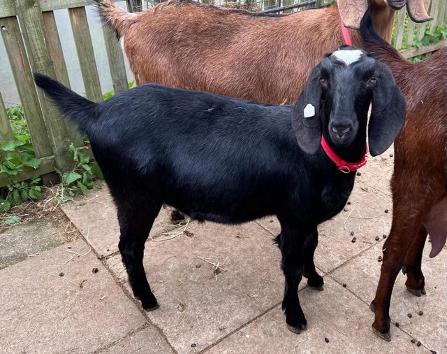 Preview of the first image of 9 month old Anglo Nubian goatling.
