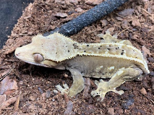 Image 2 of Adult female dalmation pinstripe crested gecko