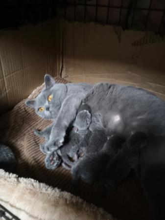 Image 7 of 7 GCCF Registered Active British shorthair kittens