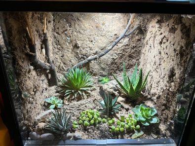 Preview of the first image of 30cm squared - terrarium.