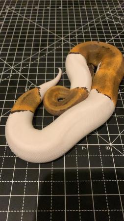 Image 1 of 2023 Male Ghi Pinstripe Pied Ball Python Royal Snake