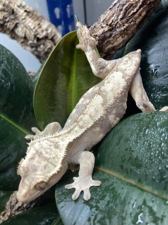 Image 5 of Adult female harlequin tailess crested gecko