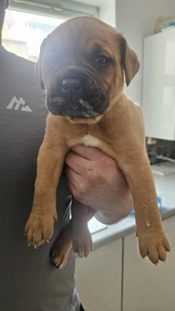 Image 6 of 5 week old doge bordeaux X mastiff !£500 or nearest offer!