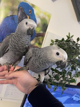 Image 5 of Super Silly Tame Baby African Greys