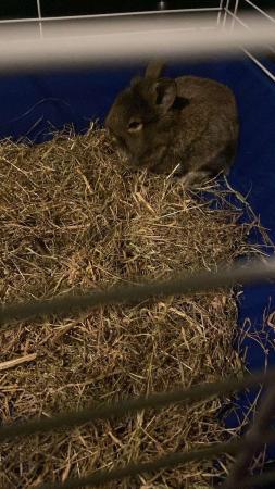 Image 4 of Baby lionhead rabbit with cage and acceesories