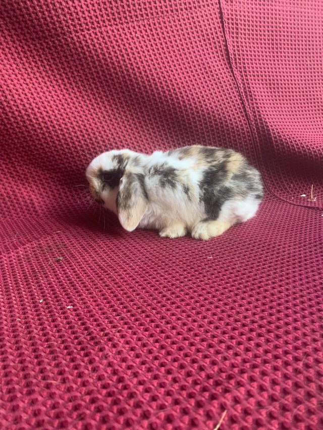 Preview of the first image of 4 X Mini Lop Does (Female).