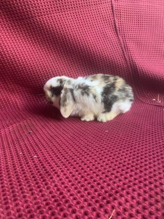 Image 1 of 4 X Mini Lop Does (Female)