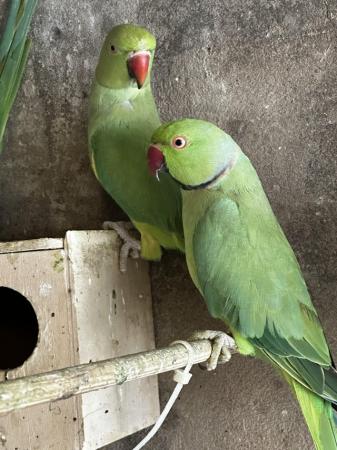 Image 3 of Pair of green ringnecks for sale