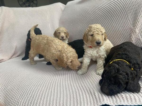 Image 6 of [F5] Curly Coat Labradoodles - Parents DNA tested
