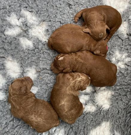 Image 2 of Gorgeous,Deep Red,Health tested Cavapoo pups
