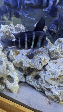 Image 5 of Frontosa cichlids various sizes for sale
