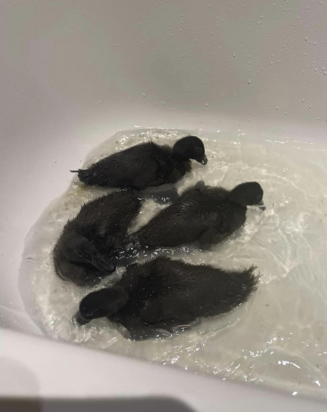 Preview of the first image of Cayuga duck hatching eggs.