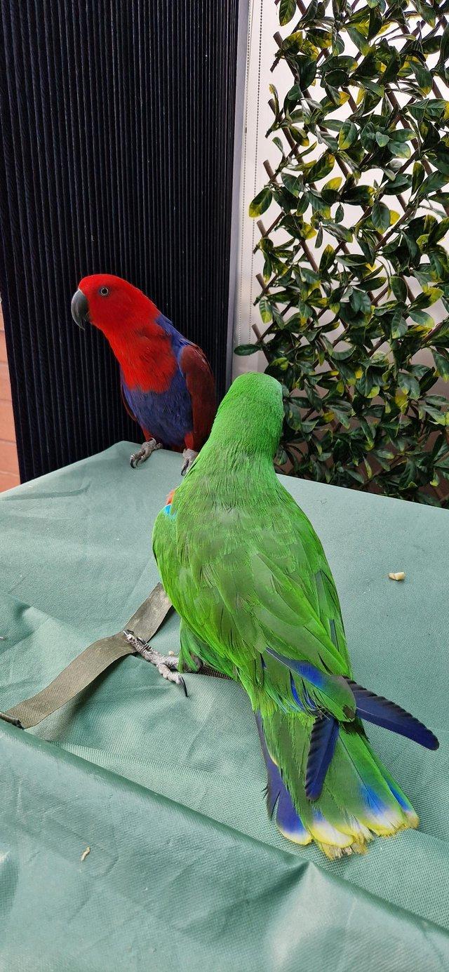 Preview of the first image of Last!! Pair Of Beautiful Eclectus Parrots.