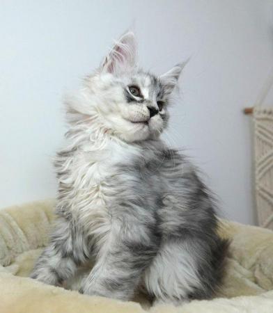 Image 3 of Stunning Silver Shaded Maine Coon Reservation