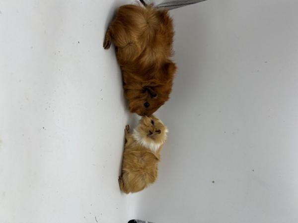 Image 5 of Beautiful Abyssinian X Texel Guinea pigs