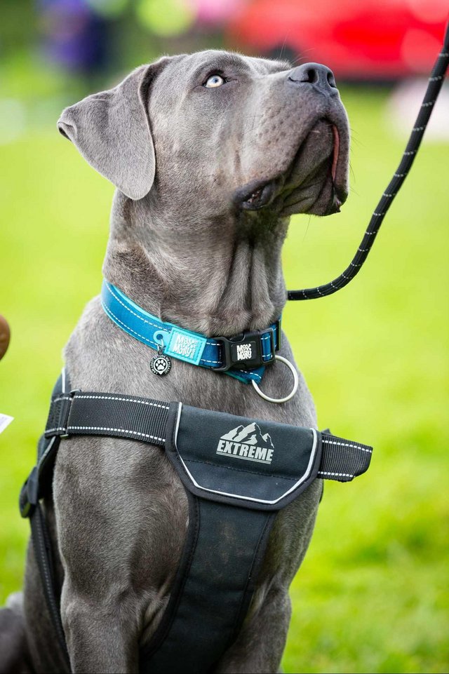 Preview of the first image of Beautiful blue Cane Corso.
