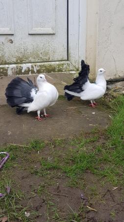 Image 4 of English fantail pigeons black tail looking for new home