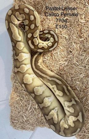 Image 2 of Royal Pythons for sale.