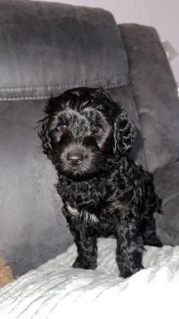 Image 7 of Available Now. Only 2 left Miniature poodle x cockerpoo