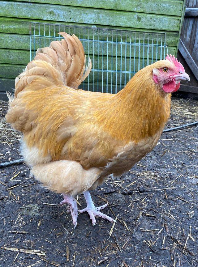 Preview of the first image of Buff Orpington Cockerel.