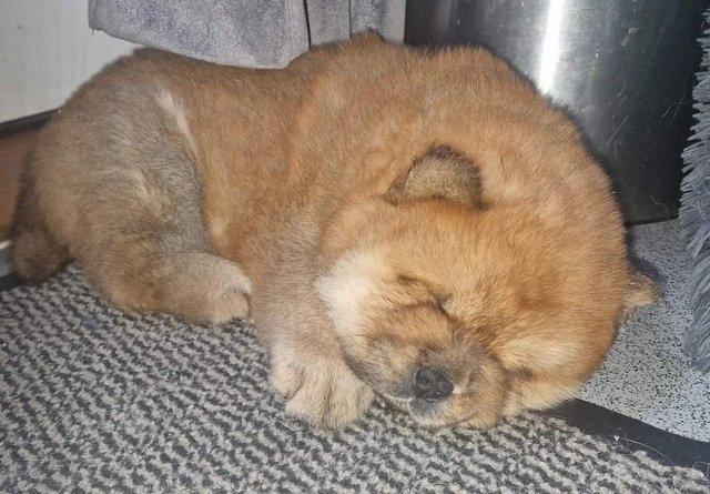 Image 2 of Reduced week old Red female Chow Chow ready for forever home