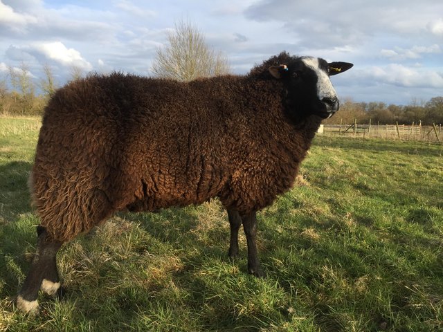 Preview of the first image of Zwartbles purebred ram for sale.