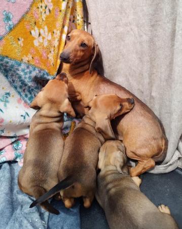 Image 4 of Kc registered smooth haired miniature dachshund puppies