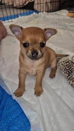 Image 22 of STUNNINGFemale Apple Head Chihuahua For Sale