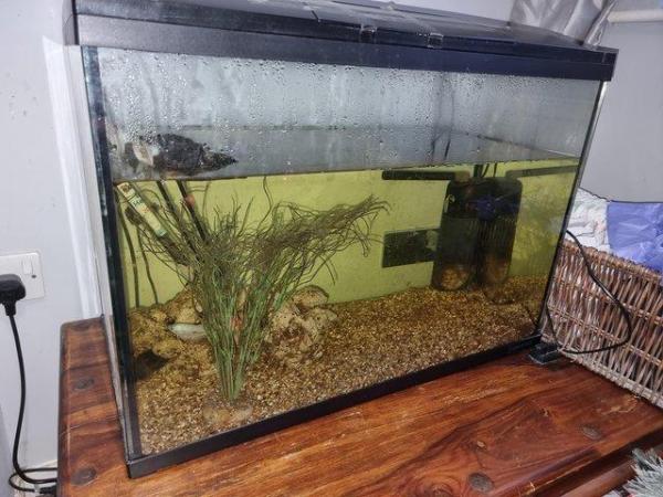 Image 3 of Musk turtles with tank and full setup