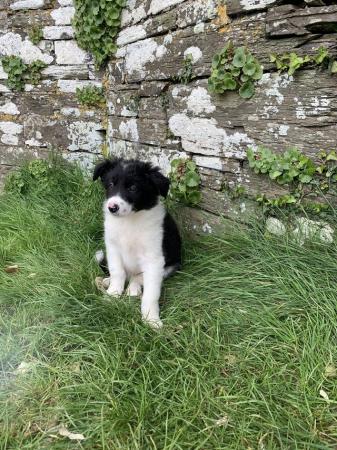 Image 2 of Handsome Male Collie Puppies