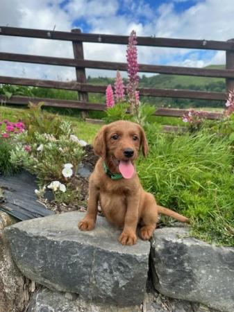 Image 12 of Adorable red labradoodle puppies