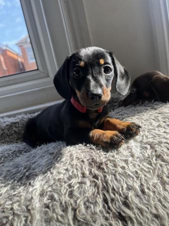 Image 3 of KC Registered Miniature dachshund puppies *1 girl available*