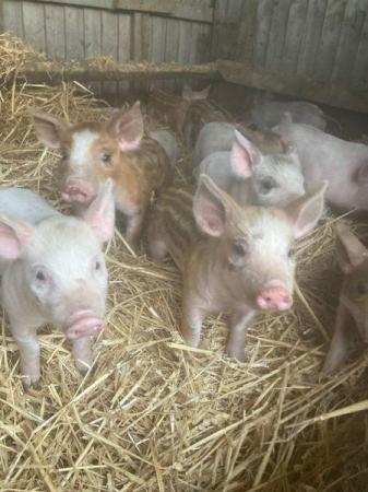 Image 3 of Weaners peachling/welsh x iron age for sale
