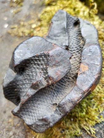 Image 3 of Unusual & Rare Snake Fossil Rock