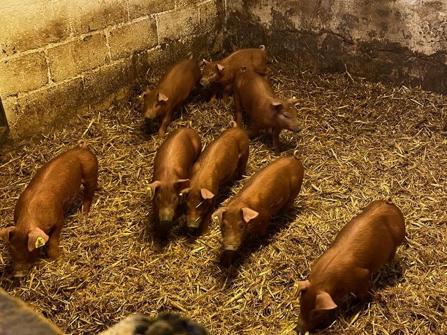 Preview of the first image of Duroc weaners (pedigree birth notified) for fattening..