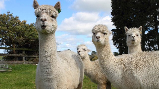 Image 1 of For sale is 3 male alpacas