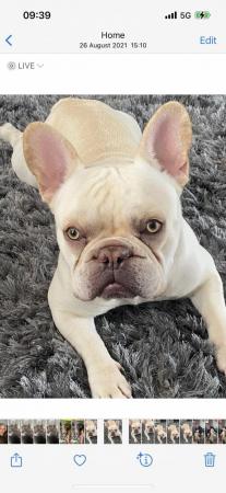 Image 3 of Last kc registered female brindle French bulldog pup