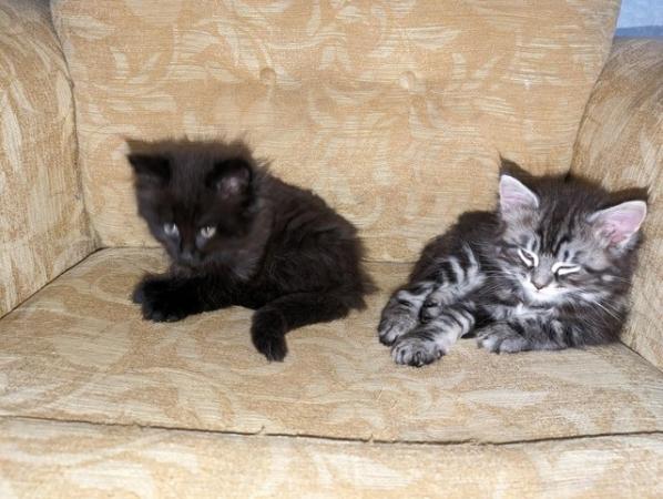 Image 3 of Beautiful fluffy kittens ready for loving homes