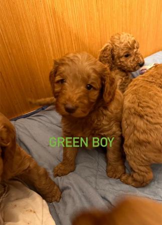 Image 2 of 2 x red male cockapoo puppies available end april
