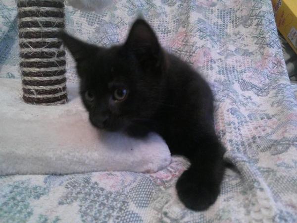 Image 6 of Black with faint tabby markings male kitten